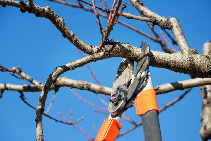Tree Limb Trimming