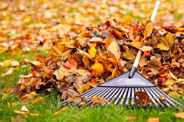 Leaves Removal in Doylestown