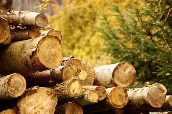 Wood Pile Removal in Doylestown
