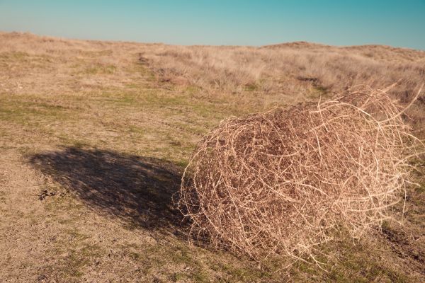 Tumbleweed Removal in Doylestown