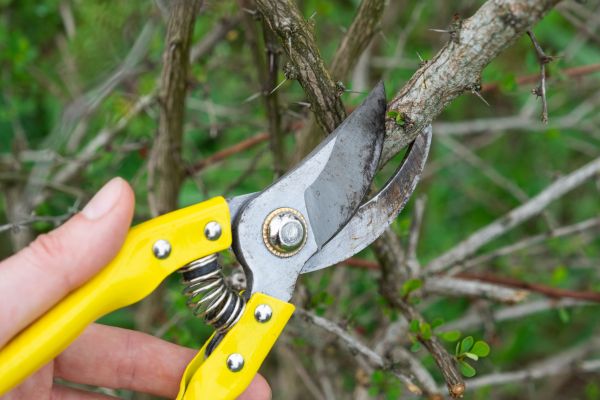 Limbs Removal in Doylestown