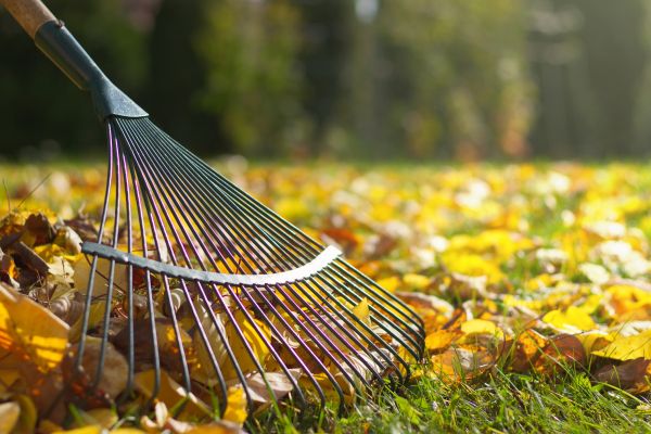 Leaf Removal in Doylestown
