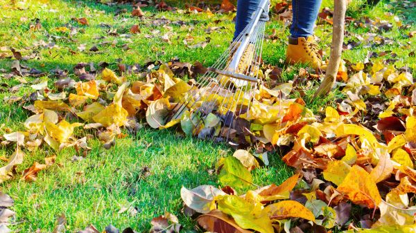 Lawn Cleanup Service in Doylestown