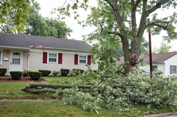 Fallen Branch Removal in Doylestown
